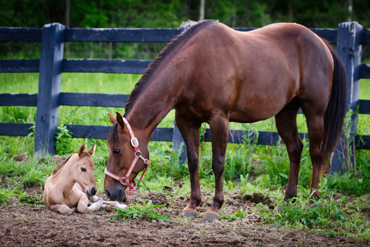 how long do horses live