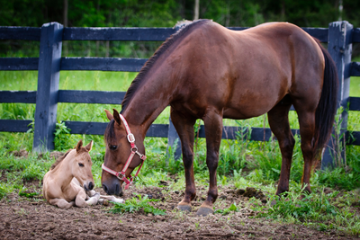 How Long Do Horses Live?