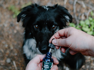 How Long Does it Take For CBD to Kick in For Dogs?