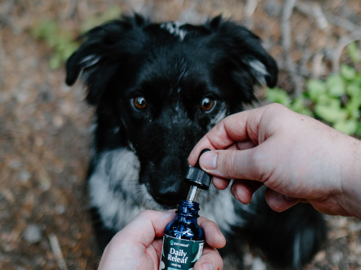 dog getting cbd oil