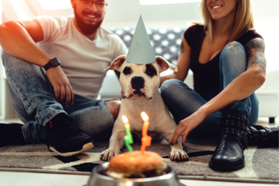 How to Celebrate Your Pet's Birthday