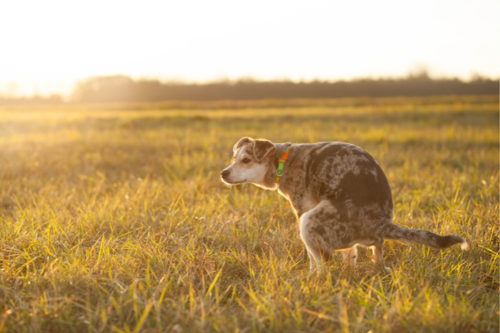 What Goes In Must Come Out: How Pet Waste Affects the Environment