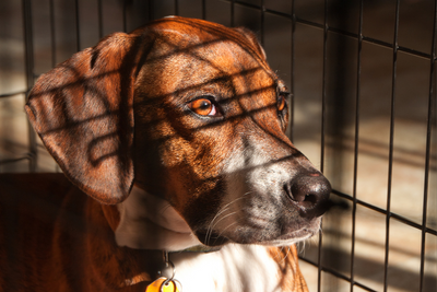 How Long Can Dogs Be Left Alone?
