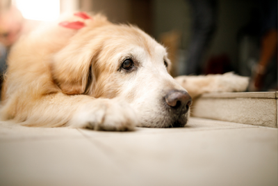 What Is Incontinence in Dogs?