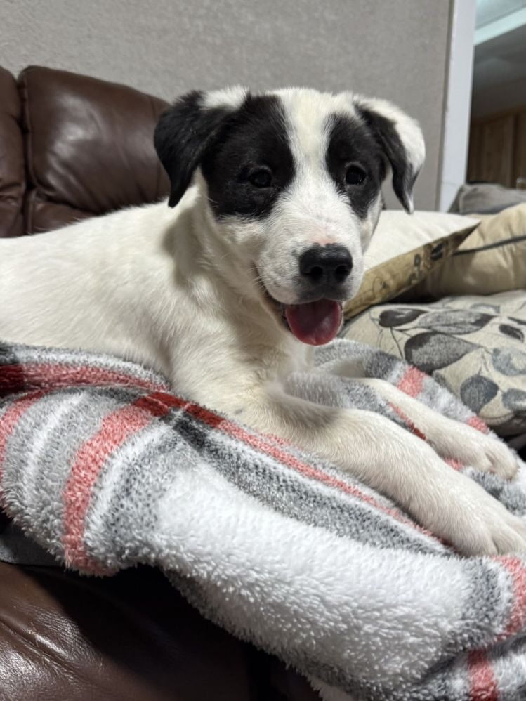 What Pet Owners Should Know About CBD and Dog Sleep