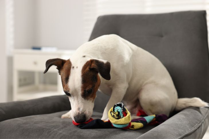 jack russel dog chewing on a colorful sock