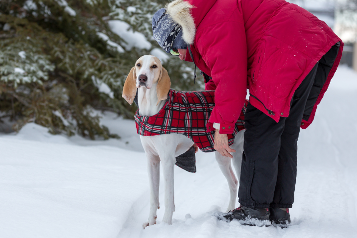 keeping senior dogs warm in winter