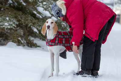 Keeping Senior Dogs Comfortable in Winter: Tips for a Cozy Season