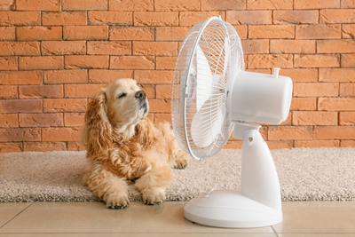 How to Keep Your Pets Cool in Extreme Heat Without AC