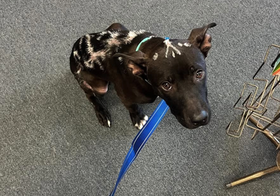 Kodiak’s Journey: A Puppy’s Road to Healing From Chemical Burns