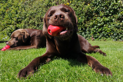 4 Kong Recipes Featuring Pet Releaf CBD Hemp Oil