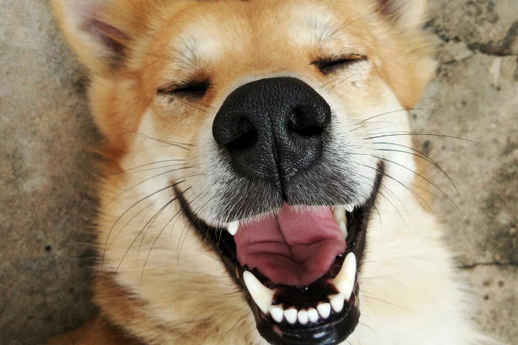 light brown dog laying down on concrete smiling with eyes closed