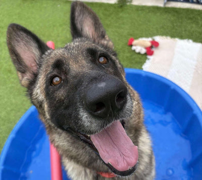 Lolita’s Second Chance: From Family Heartbreak to Finding a New Home