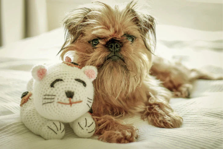 Small brussels griffon dog with a fluffy coat holding a white knitted cat toy on a bed.