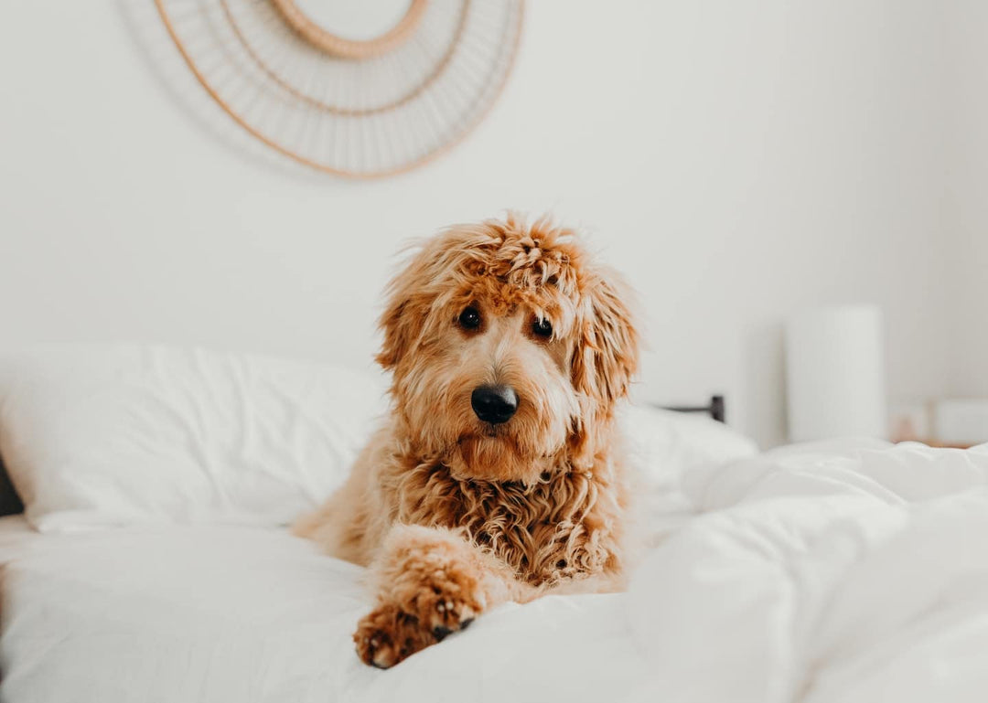doodle dog lying in bed relaxed