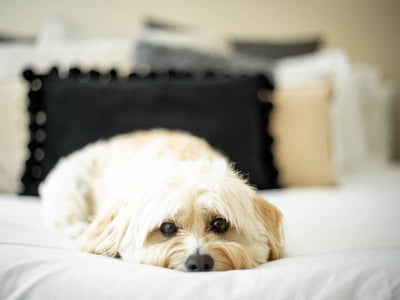 How to Care for Your Pet After Hospitalization