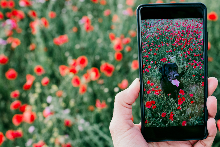 memorializing a pet