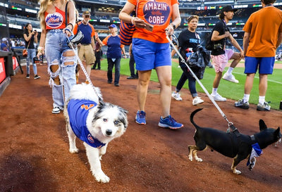Bark in the Park: Dog Friendly MLB Baseball Games in 2024