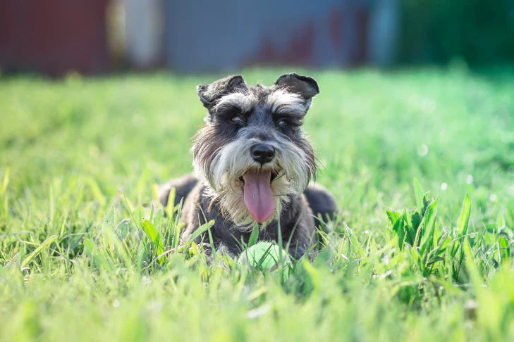 Grey Miniature Schnauzer laying in the grass