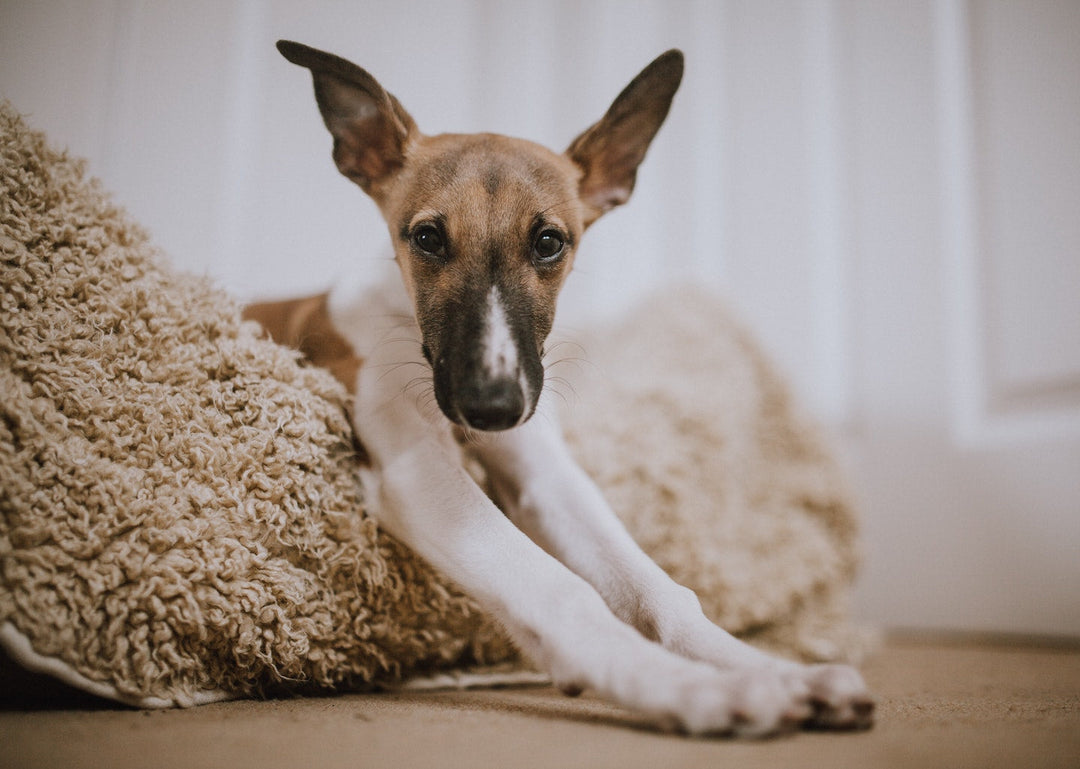 puppy on a dog bed looking at camera