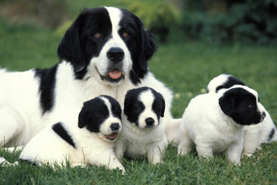 Do Dogs Have Maternal Instincts?