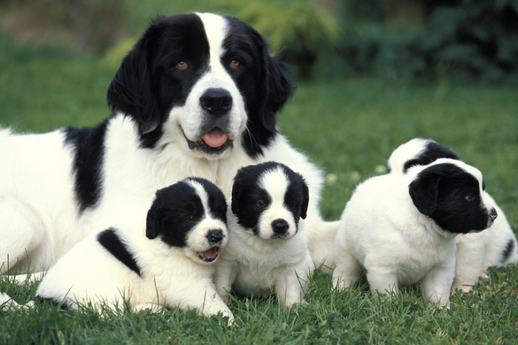 mother dog with puppies