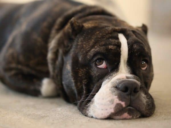 bully breed dog looking scared indoors lying on the carpet
