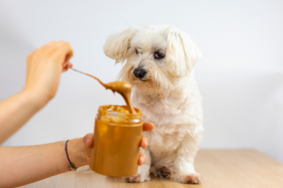 3 Easy Peanut Butter Dog Treat Recipes