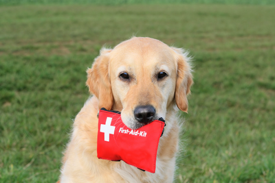 What to Put In Your Pet First Aid Kit