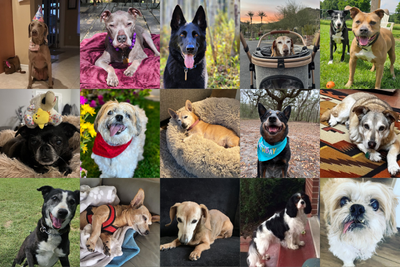 Advice From Pet Releaf's Oldest Pups