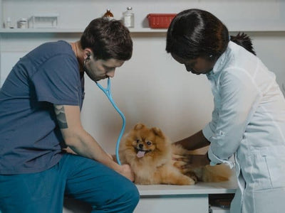 Prednisone for Dogs: Uses, Benefits, and Side Effects