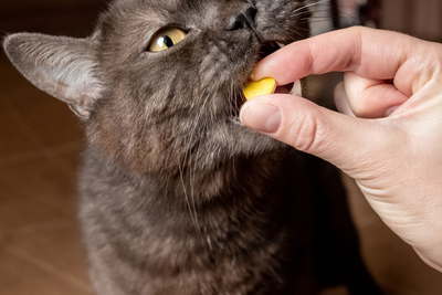 Prednisone For Cats: Is it Safe?