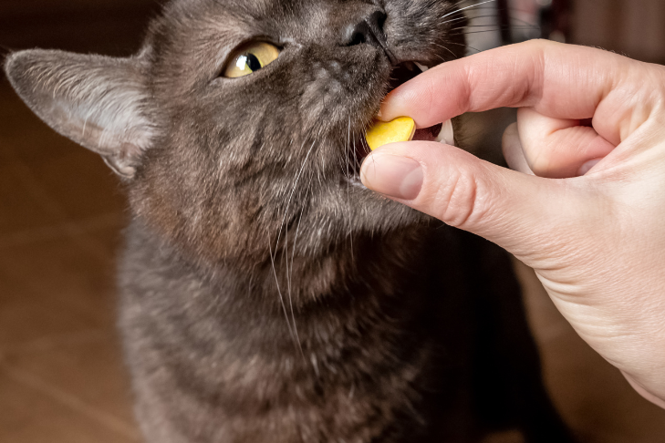 prednisone for cats