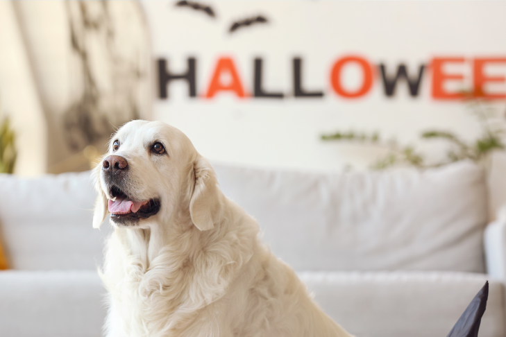 prepping your home for a pet-safe halloween