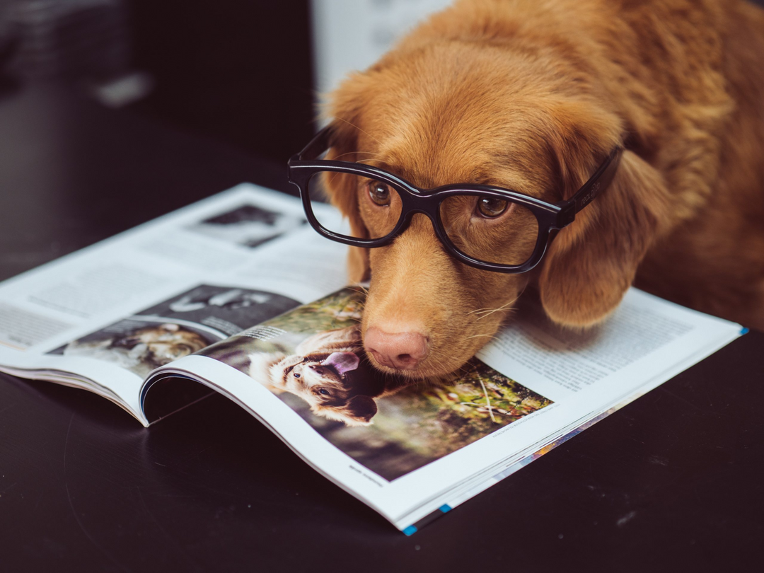 Pet Releaf Doubles Down on Growth with Two New Executive Hires