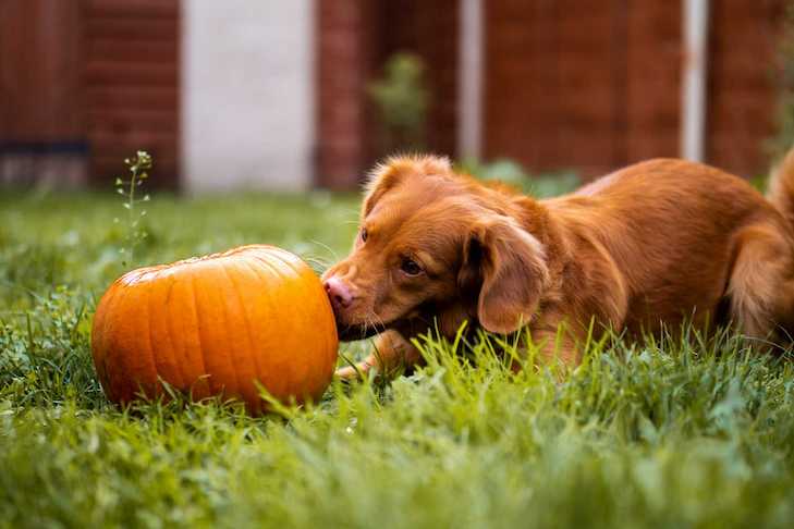 pumpkin recipes for dogs