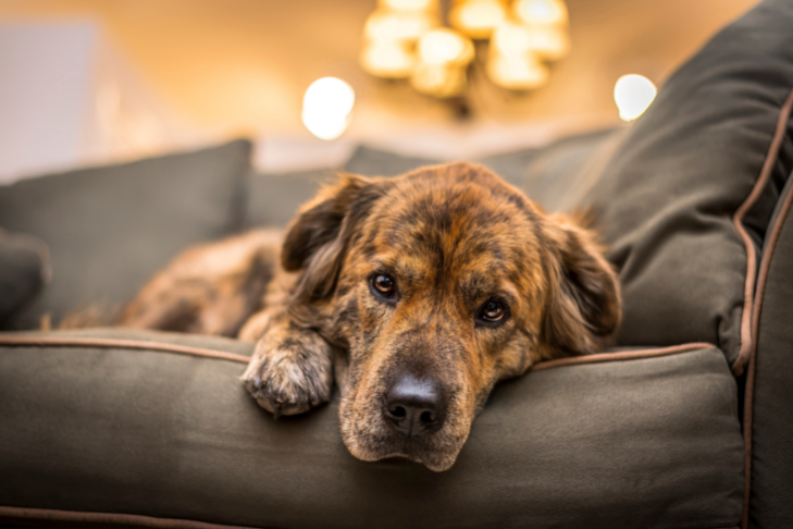sad dog - can dogs have mental illness