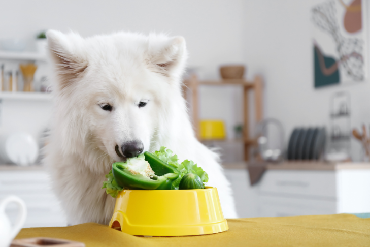samoyed eating veggies in kitchen