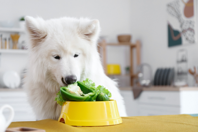 Healthy Snacks For Dogs: What Human Foods Can Pets Eat?