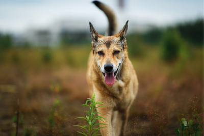 Understanding Full Spectrum CBD Oil for Dogs &amp; Why To Choose It