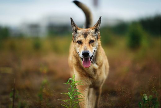 senior dog walking outside