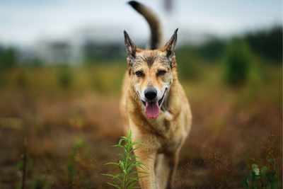 Understanding Full Spectrum CBD Oil for Dogs & Why To Choose It