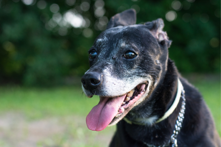 senior dog