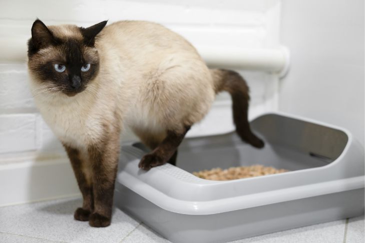 Siamese cat stepping outside a litterbox