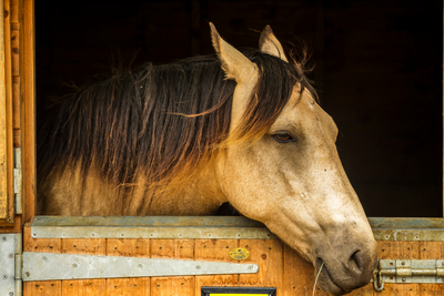 Signs of a Stressed Horse