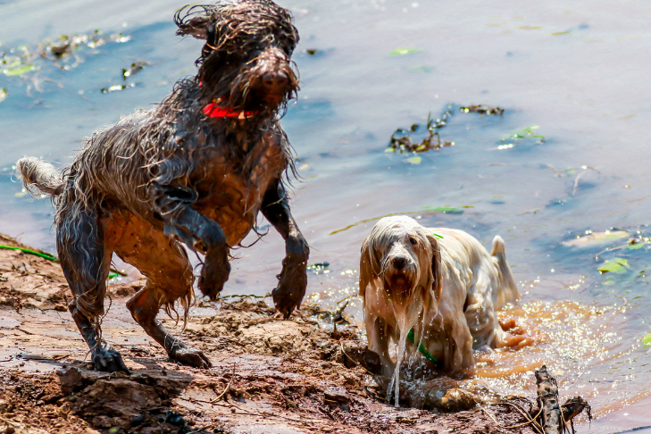 signs of green algae lake dogs
