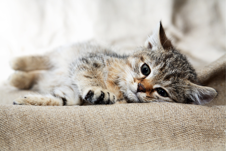 How Much CBD Should Small Cats Get?