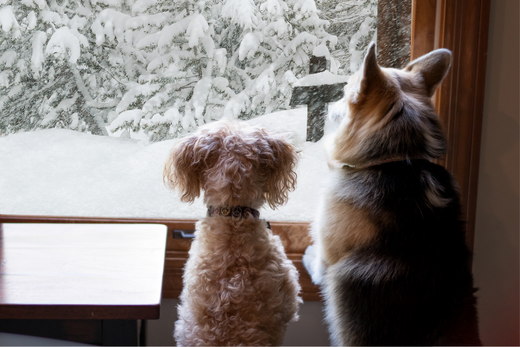 snowstorm prep for dogs