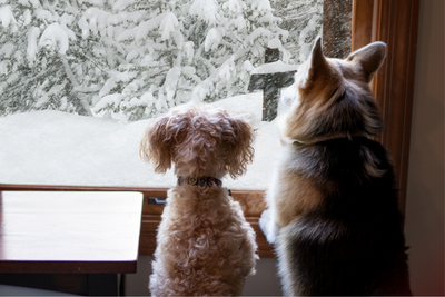 Preparing Your Pet For a Snowstorm