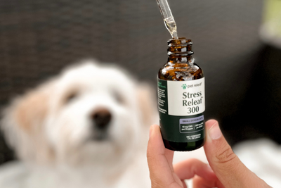 Choosing the Best CBD for Dogs &amp; Cats During Fireworks